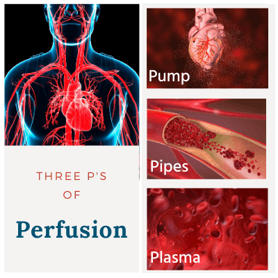 Pump, Pipes, Plasma, the three P's of Perfusion