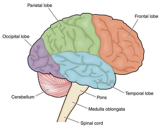 brain anatomy