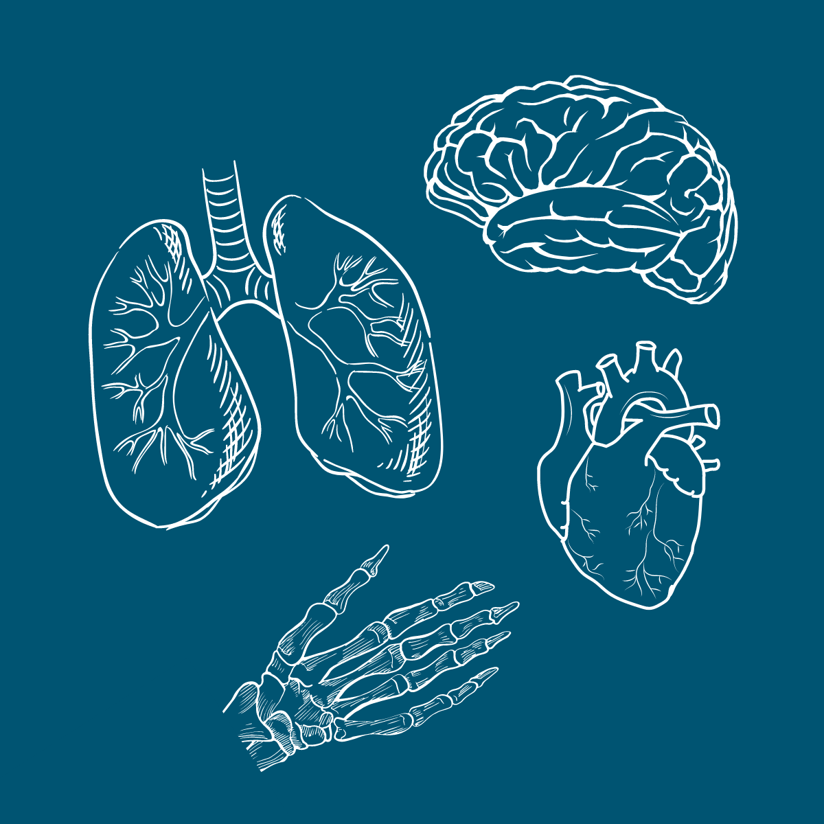 white lungs, brain, heart, hand bones on blue background