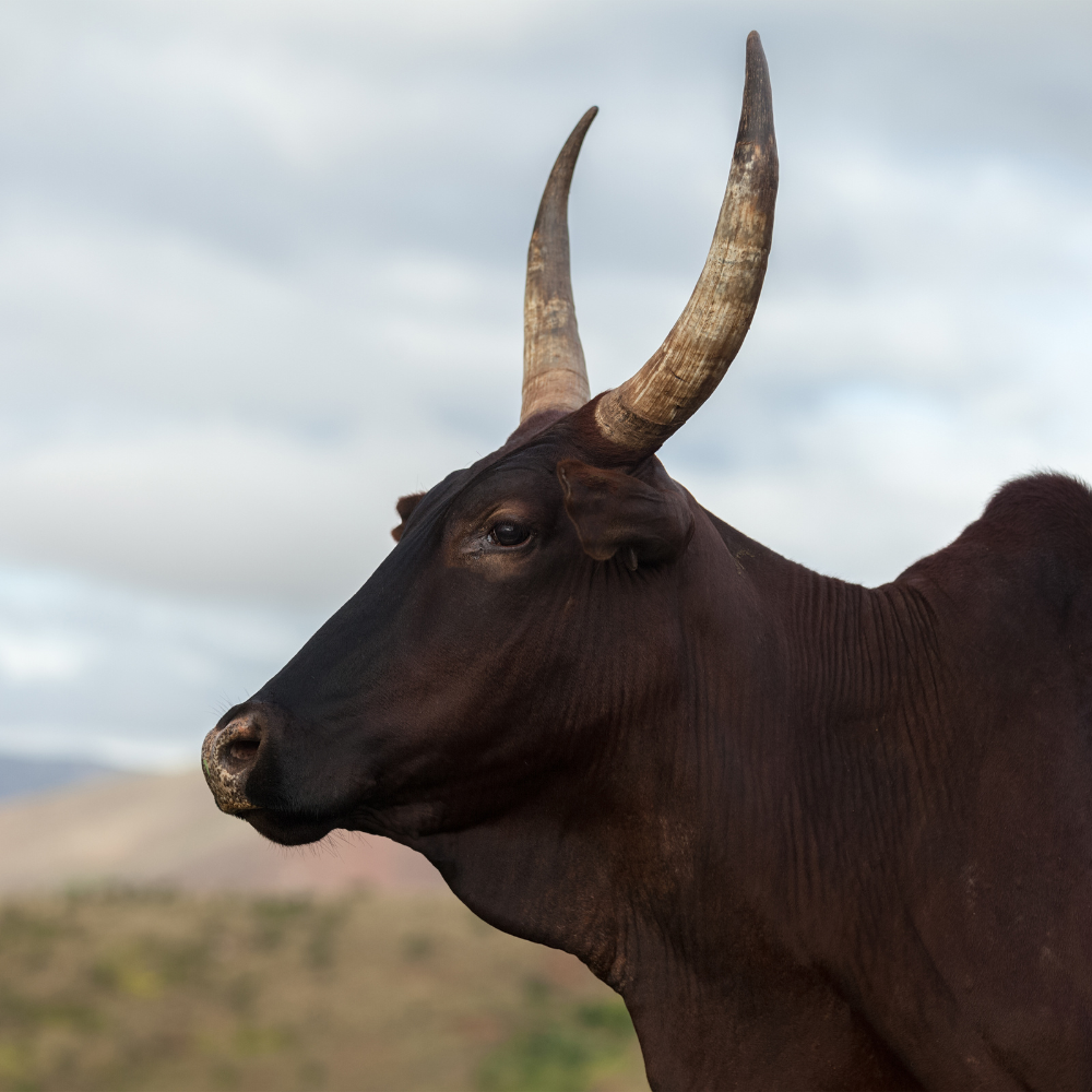 contemplative zebu gazing into a cloudy landscape