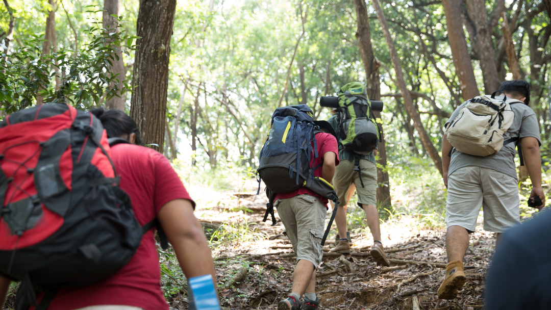 group of hikers in forest, seen from behind