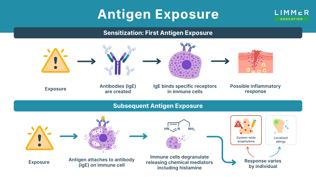 graphic showing the sensitization stage of antigen exposure and the subsequent antigen exposure which may result in allergic reaction