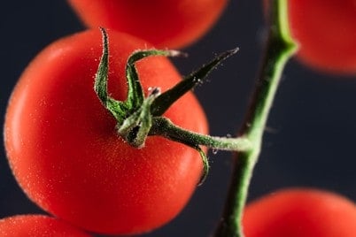 closeup of tomato on the vine