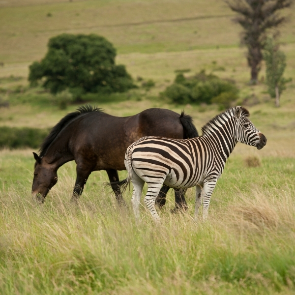 zebra and horse in field together