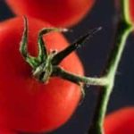 closeup of tomato on the vine