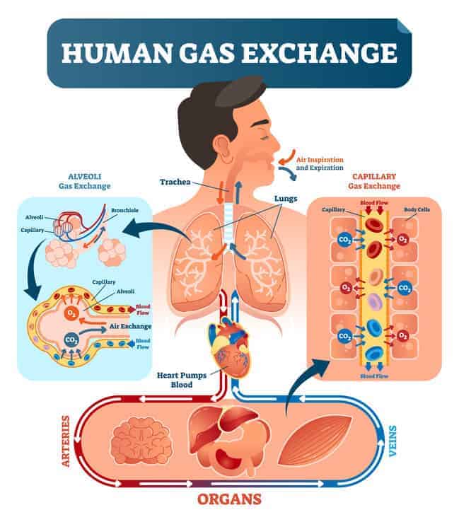 back-to-the-basics-ventilation-v-respiration