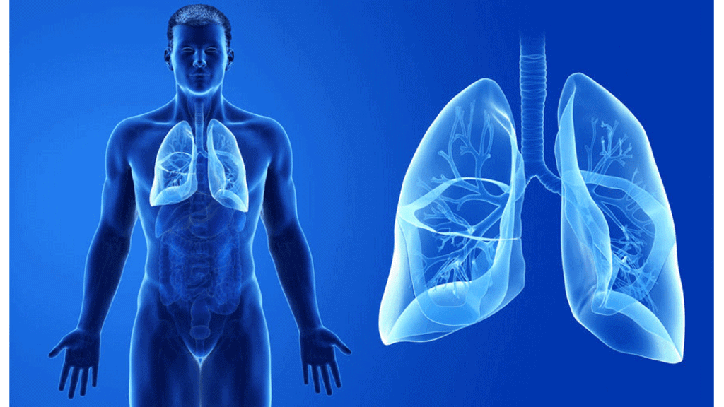 lungs highlighted inside a body on left, close up of lungs on right