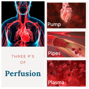 perfusion limmereducation organ