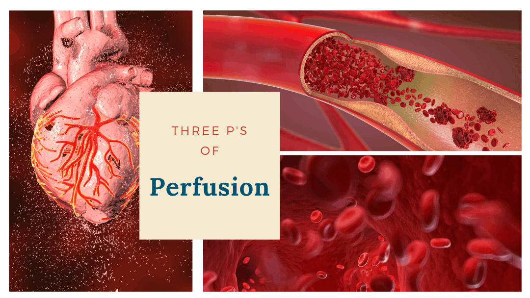 heart, vein, blood cells; text says: three P's of Perfusion