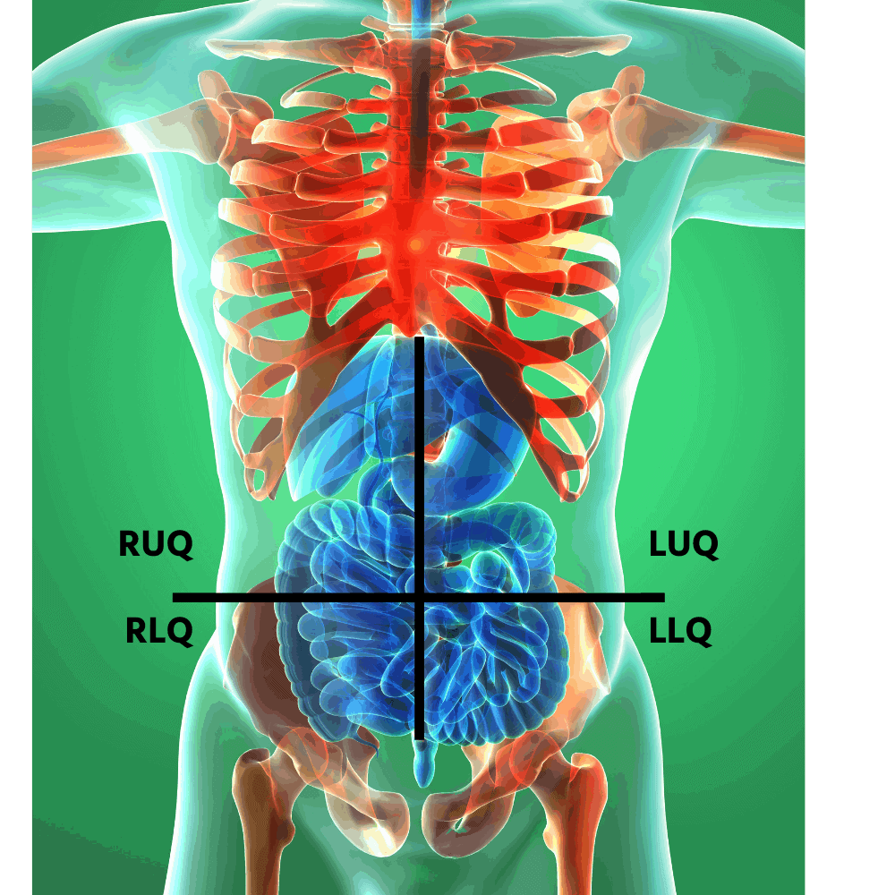 Abdominal Quadrant Chart