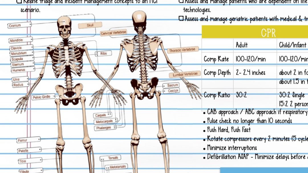 one front-facing skeleton with bones labeled, one backwards-facing skeleton with bones labeled
