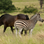 zebra and horse in field together