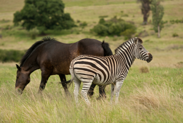 zebra and horse in field together